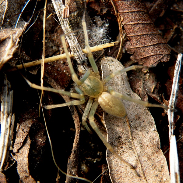 Sparassidae? No. Cheiracanthium mildei - Villorba (TV)